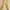 ZARA Casual Casual Trouser Wanita Yellow