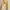 ZARA Casual Casual trouser Wanita yellow photo 2