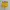 HOT PANTS YELLOW