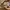 Coach Luxury Wanita multicolor cream photo 7