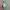Skin 1004 Madagascar Centella Ampoule  photo 3