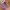 Pasmina iner tutup leher photo 7