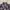 Beverly Hills Polo Club Flannel Shirt Long Sleeve Grape photo 3