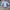 Jersey templet parma ac photo 4