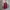 Maroon Lengan Batik  photo 1