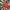 Bannie Hat Vans | Orange  photo 1