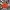 Bannie Hat Vans | Orange 