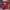 Uniqlo Streetwear T-shirt Pria photo 1