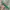 Canvas belt green  photo 3