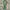 Canvas belt green  photo 1