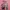 Polham Vintage Streetwear Sweatshirt Pria pink photo 4