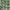 NATURAL PERIDOT BIRMA NO TREATMENT