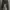 Celana jeans ripped jeans zara limited edition photo 1