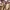 Robe Brand Cutton on photo 3