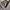 Faarisa id turtleneck rib knit dress (NEW) photo 4