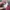 The North Face Streetwear Hat Pria burgundy photo 3