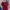 Crop Top Red Cherry photo 1