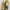 VANS Casual Sneakers Pria Yellow