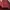Tas Bahu Coach Preloved – Kulit Merah photo 2
