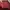 Tas Bahu Coach Preloved – Kulit Merah