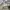 Topi Adidas Samstag Dad Authentic photo 6
