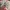 Fairy Midi dress Wanita white red photo 8