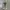 Converse Chuck Taylor All Star 70S High Olive Green Egret photo 3