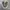 Converse Chuck Taylor All Star 70S High Olive Green Egret photo 2