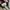Converse One Star Academy Ox Egret Ivory Black photo 7