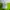 Adidas Sportswear Jersey Wanita green photo 5