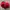Red hat⛑️ photo 2