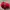 Red Hat⛑️