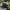 topi vintage stussy x ebbets fields strapback photo 2