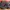 Nike Airmax TN Plus Utility Ex Footlocker