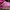 💞 Sepatu Roda ( Pink edition ) 💞 photo 3