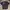 Adidas training freelift badge of sport jersey photo 1