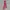 The North Face Vintage Streetwear Scarf Pria red photo 3