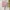 Casual Kimono Wanita pink photo 1