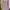 Shein Minimalist Casual Crop top Wanita pink photo 3