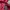 Polo shirt Ralph Lauren Maroon photo 5