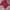 Polo shirt Ralph Lauren Maroon photo 2