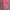 Von Dutch Pink Cap