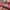 Von Dutch Pink Cap photo 3