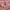 Hush Puppies Casual Sweater Wanita pink photo 5