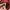 Sportswear Legging Wanita burgundy red photo 3