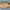 Lululemon Sportswear Short Wanita yellow photo 5