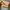 Lululemon Sportswear Short Wanita yellow photo 3