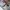 Vintage Element Burley's (Element x Donny Barley) Chino Pant photo 8