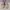 Converse 70's low ox pink ivory photo 2
