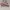 Converse 70's low ox pink ivory photo 1